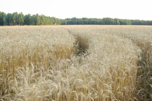 Ears of wheat growing in the field. The concept of harvesting.