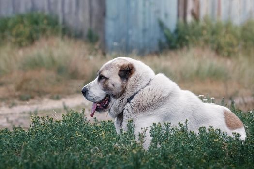 Central Asian Shepherd Dog lying in the yard among the green grasses