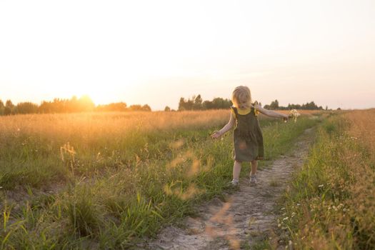 A little blonde girl is sitting walking on a chamomile field and collecting a bouquet of flowers. The concept of walking in nature, freedom and a clean lifestyle.