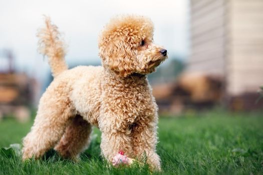 Portrait of a cute golden poodle puppy standing in the yard on the grass.