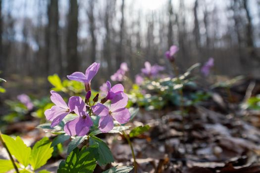 First spring forest flowers, Cardamine Dentaria bulbifera, selective focus. Purple and lilac forest flowers. Beautiful spring floral background.