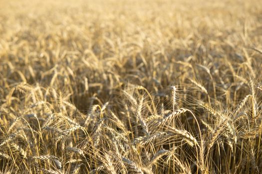 Ears of wheat growing in the field. The concept of harvesting.