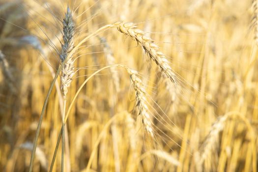 Ears of wheat growing in the field. The concept of harvesting.