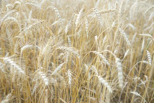 Ears of wheat growing in the field. The concept of harvesting.