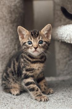 Young cute bengal kitten sitting on a soft cat's shelf of a cat's house indoors.