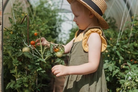 A little girl in a straw hat is picking tomatoes in a greenhouse. Harvest concept.