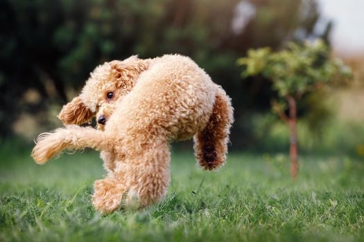 A little puppy of a peach poodle in a beautiful nature background happily running and jumping.. A fun photo of a naughty little dog, with free space for text.