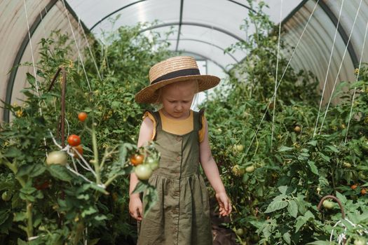 A little girl in a straw hat is picking tomatoes in a greenhouse. Harvest concept.