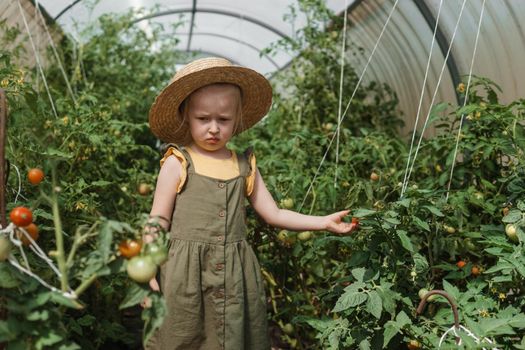 A little girl in a straw hat is picking tomatoes in a greenhouse. Harvest concept.