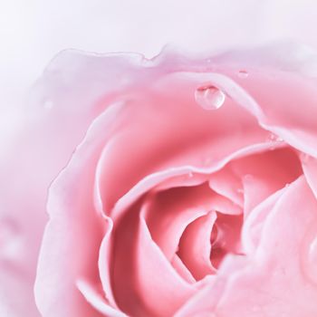 Soft focus, abstract floral background, pink rose flower. Macro flowers backdrop for holiday brand design