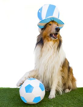portrait of a Rough Collie posing with a light blue and white top hat and a soccer ball