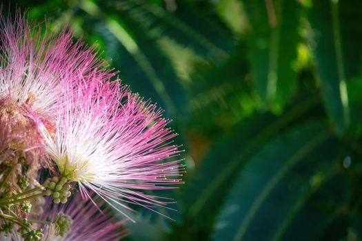 Pink flower of Lankaran acacia albizia. Albizia julibrissin on green background. Close up. Copy space. Flower backdrop