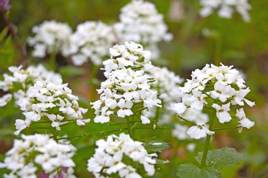 White flowering wildflowers in the meadow