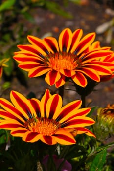 Several red and yellow aster flowers in the park