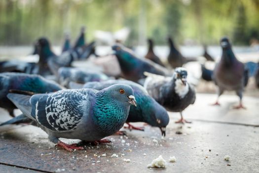 City pigeons eat bread crumbs on the embankment.