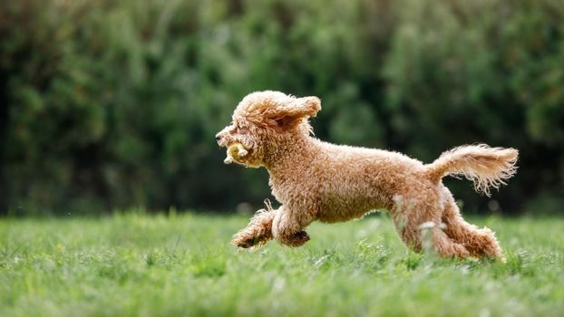 Cute small golden color dog running playfully on green lawn in the park, he have rubber chicken toy in mouth.