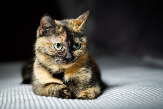 Portrait of a three colored mongrel domestic cat.