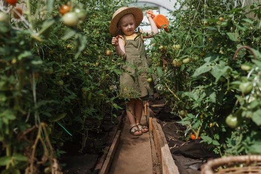 A little girl in a straw hat is picking tomatoes in a greenhouse. Harvest concept. Watering plants with water, caring for tomatoes.