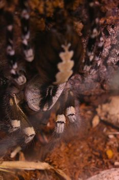 Selective focus. View of a large venomous spider