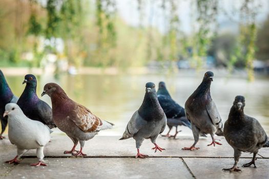 A group of different curious urban pigeons are looking at the camera. Pigeon birds on the city embankment.