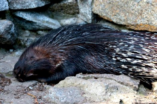 A porcupine is a large rodent with sharp spines or needles that protect them from predators