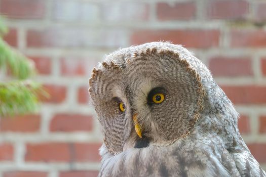 Portrait of a large gray owl in the wild