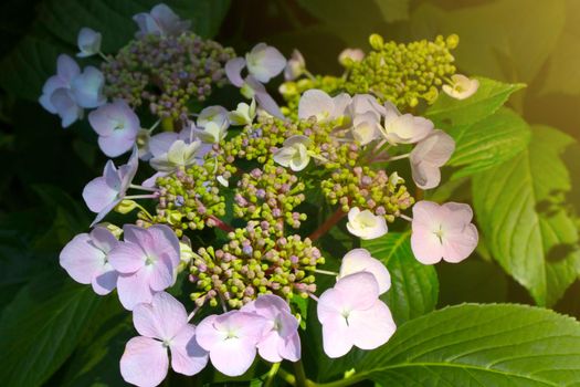 Beautiful background of flowering hydrangeas in the park in spring