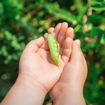 Top view of pen pod of pea in hands of a child in the garden in summer.