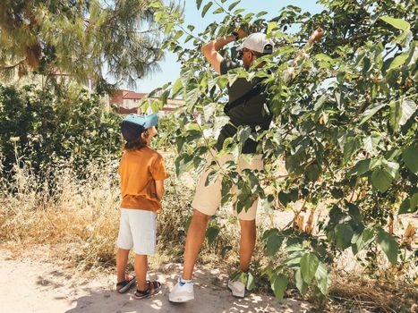 Tourists dad father man and his child son school kid boy reap crop harvest a mulberry berry from a tree, while taking a stroll outside.