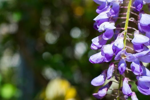 Flowing and blooming wisteria, purple flower macro