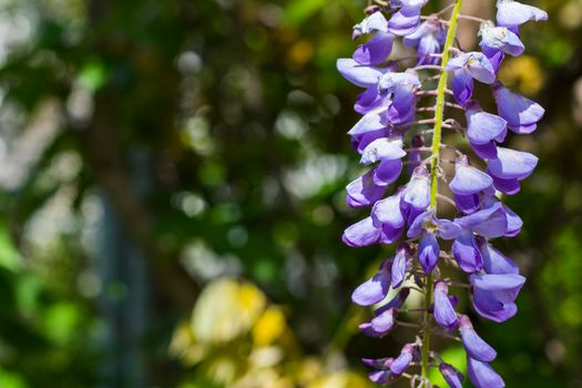 Flowing and blooming wisteria, purple flower macro