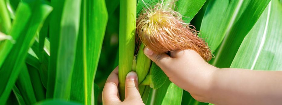 Close up of cob of corn growing in garden in hands of little child in summer