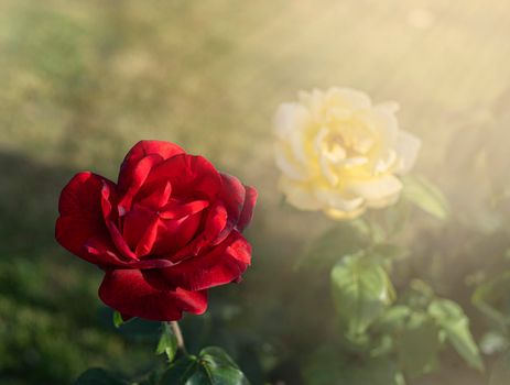 Red Roses in the garden in the rays of the sun