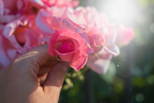 Pink Roses in the garden in the rays of the sun