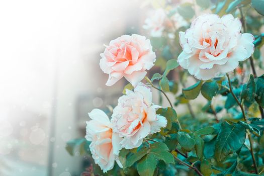 Bush white Roses in the garden in the rays of the sun