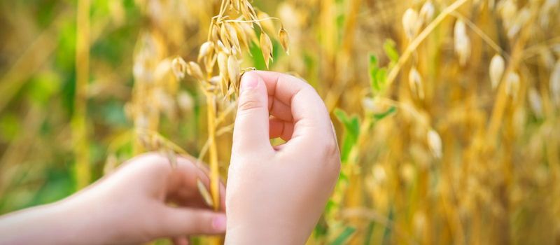 Close up of child's hand holding the ears of oats in the field in summer.