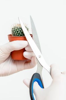 Human hands in protective gloves cutting thorn of cactus by scissors on white background
