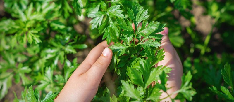 Hands of child holding plants of parsley leaves growing in garden