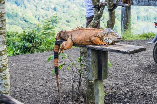 iguana sleep on wooden at zoo