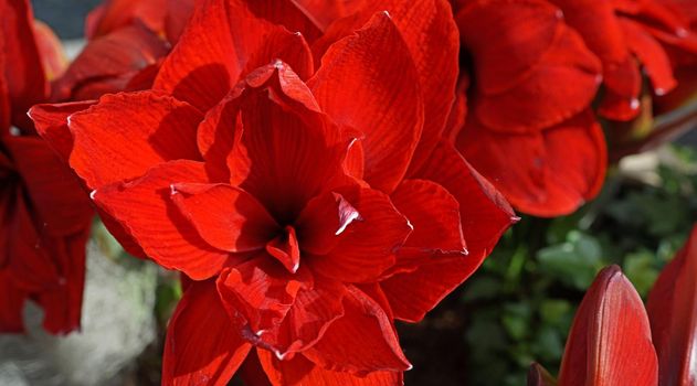 It is actually a Hippeastrum. But the name amaryllis is used for cultivars of the Hippeastrum that are sold as indoor flowering bulbs particularly at Christmas. It’s part of the family Amaryllidaceae. Location: Keukenhof, the Netherlands