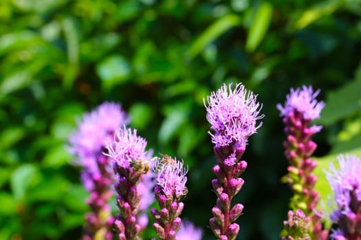 A flowering flower in the park in the spring on a sunny day