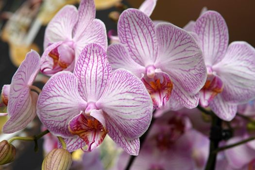 Striped pink-white moth Orchid. Phalaenopsis or moth orchids have long, coarse roots, short, leafy stems and long-lasting, flat flowers arranged in a flowering stem that often branches near the end. Seen in Keukenhof Gardens, Netherlands