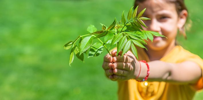 The child is holding a tree in his hands. Selective focus. Nature.