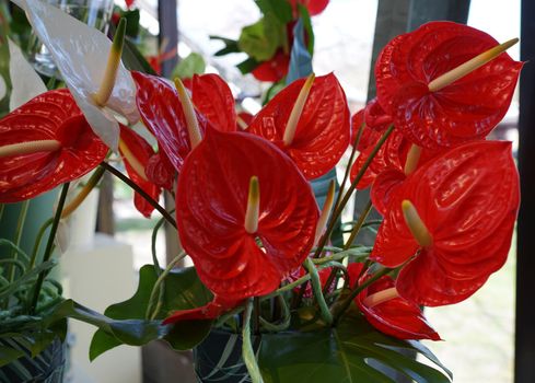 Red anthurium, tailflower or flamingo flower.  Anthuriums are the largest genus of the arum family, Araceae. One white flower from another plant is between the red ones.