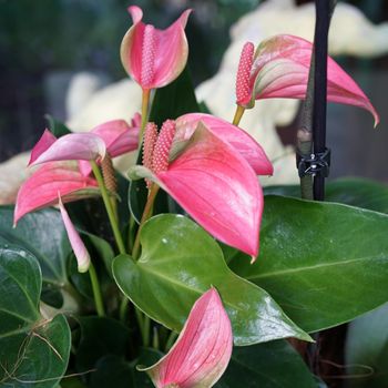 Pink anthurium, tailflower or flamingo flower.  Anthuriums are the largest genus of the arum family, Araceae. In the background unsharp a plant with white flowers.