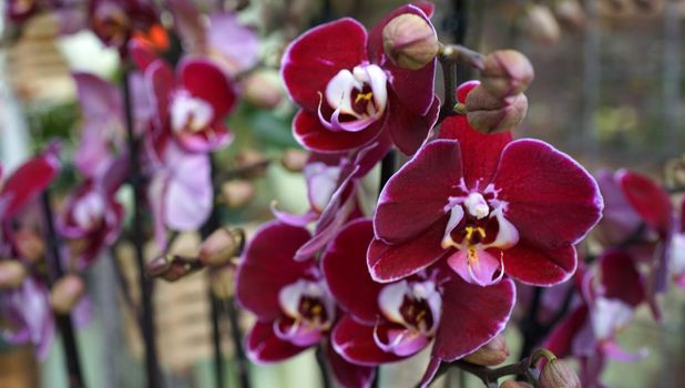 Dark red  Phalaenopsis or moth orchid. This plant has  long, coarse roots, short, leafy stems and long-lasting, flat flowers arranged in a flowering stem that often branches near the end. Seen in Keukenhof Gardens, Netherlands