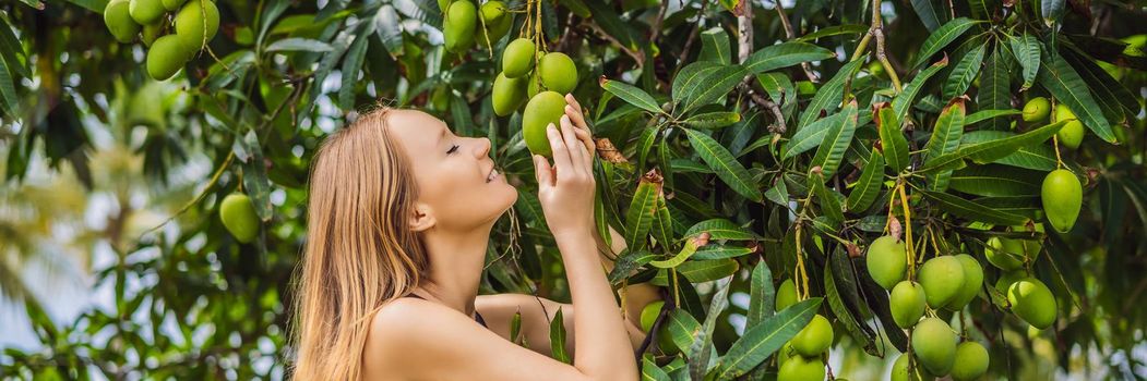 Young woman sniffing mango fruit on a tree in the garden. Harvesting. Close to nature. BANNER, LONG FORMAT