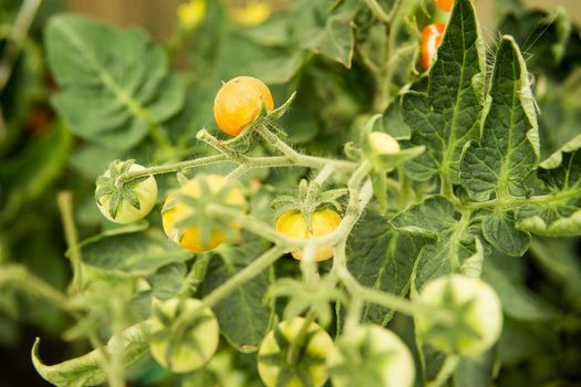 Tomatoes are hanging on a branch in the greenhouse. The concept of gardening and life in the country.