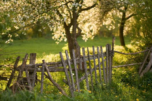 Blooming orchard with an old wooden fence in spring at the evening