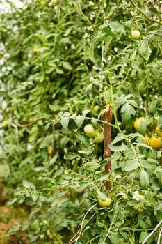 Tomatoes are hanging on a branch in the greenhouse. The concept of gardening and life in the country.